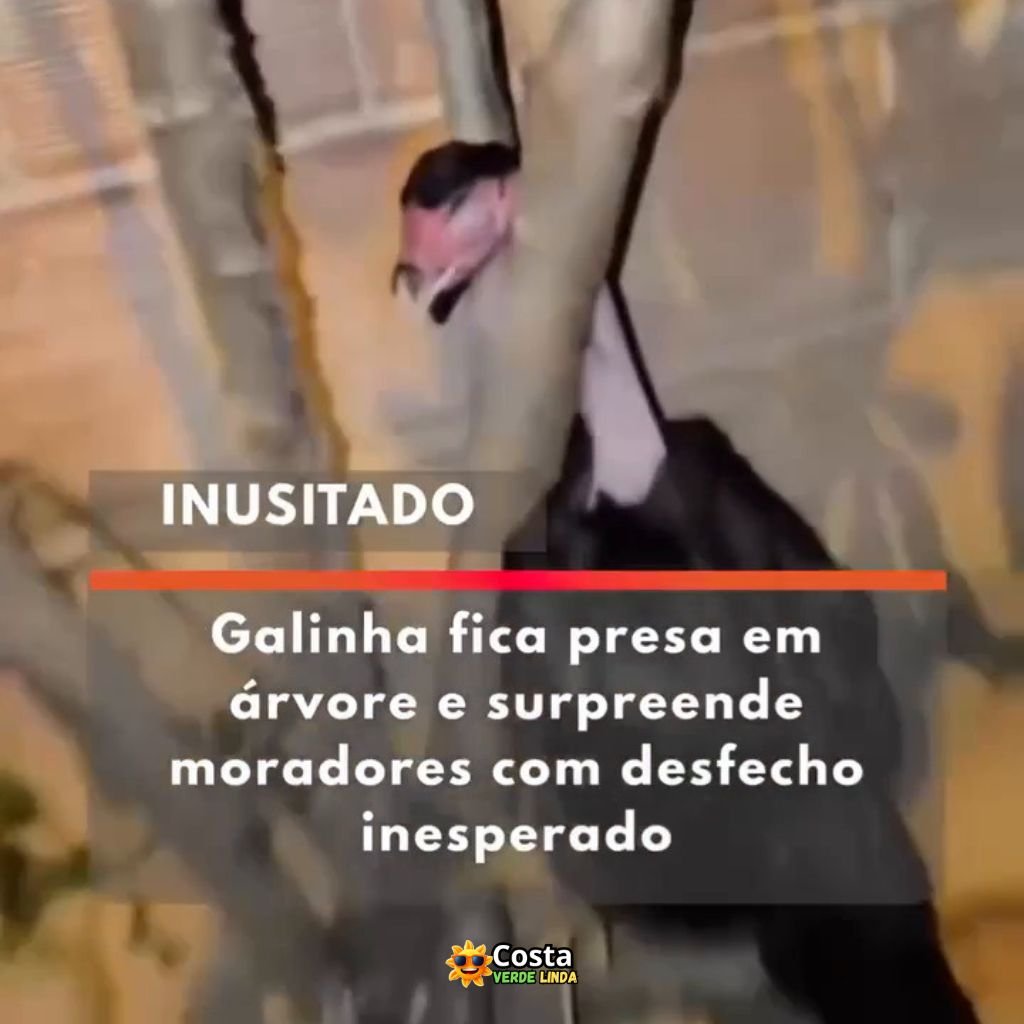 Galinha fica presa em Árvore e surpreende moradores
