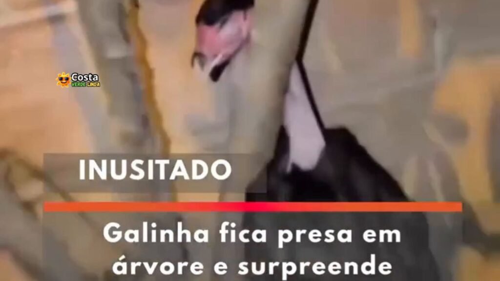 Galinha fica presa em Árvore Destaque